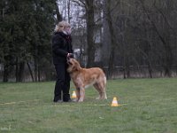 Bendix Obedience Workshop beim VdH Mauer 2016 (94)